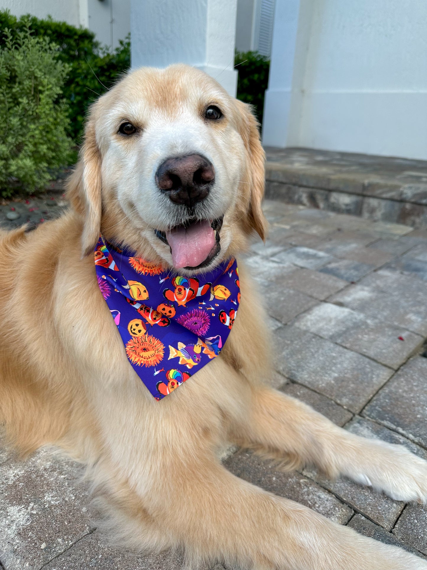 Clown Fish Trick or Treat Bandana