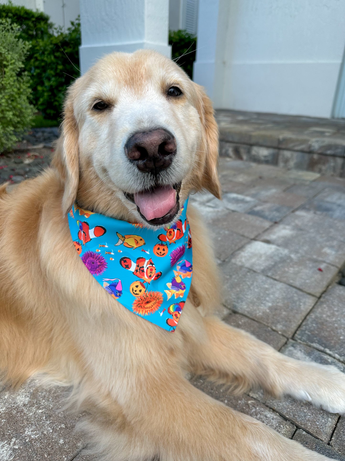 Clown Fish Trick or Treat Bandana