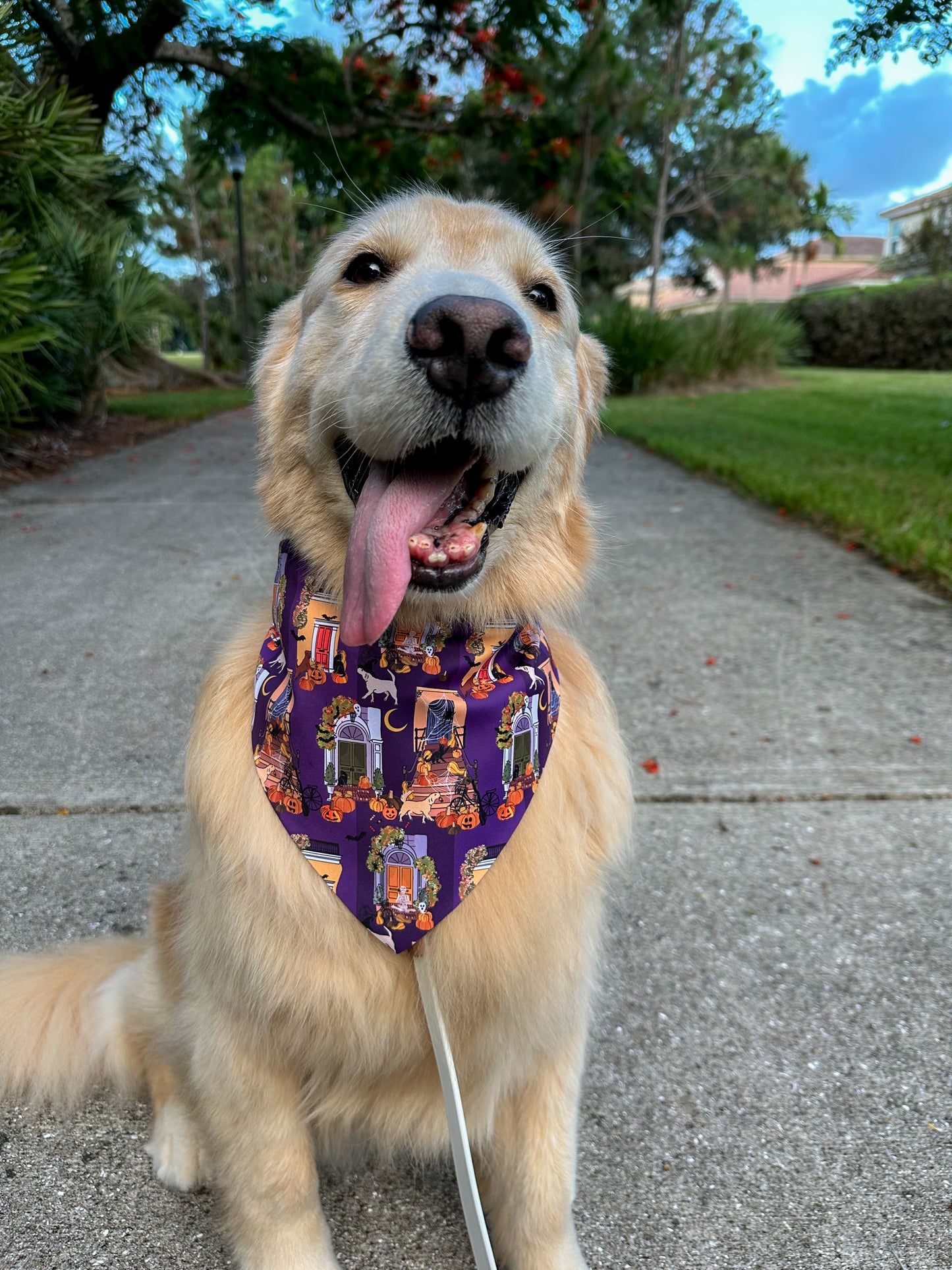 Halloween Stoops Bandana