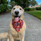 Fall Stoops Bandana