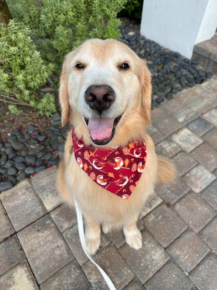 Wrens and Pinecones Bandana