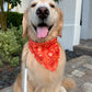 Croissant Ikat Bandana