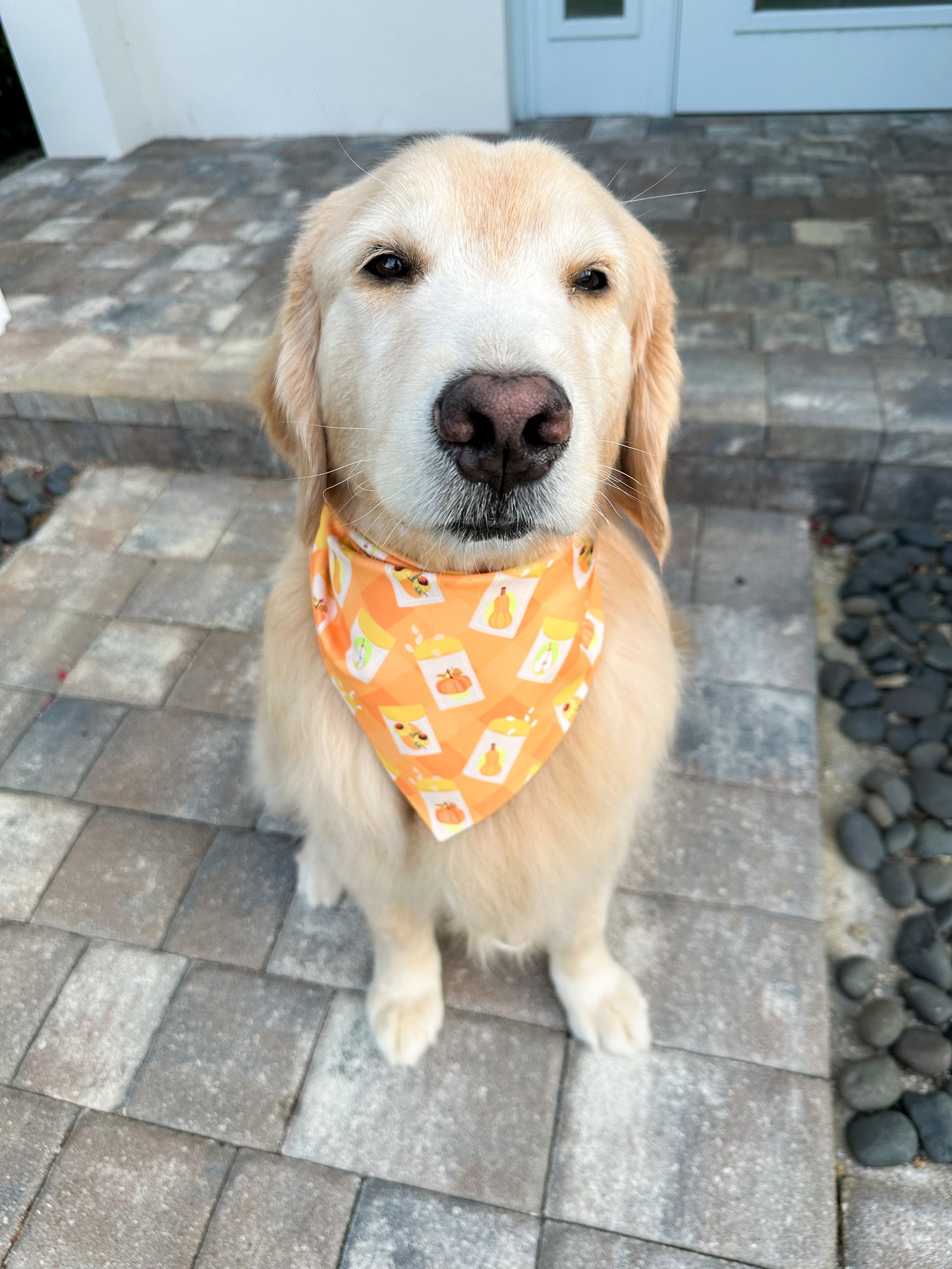 Seed Packets Bandana