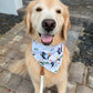 Puffins Bandana