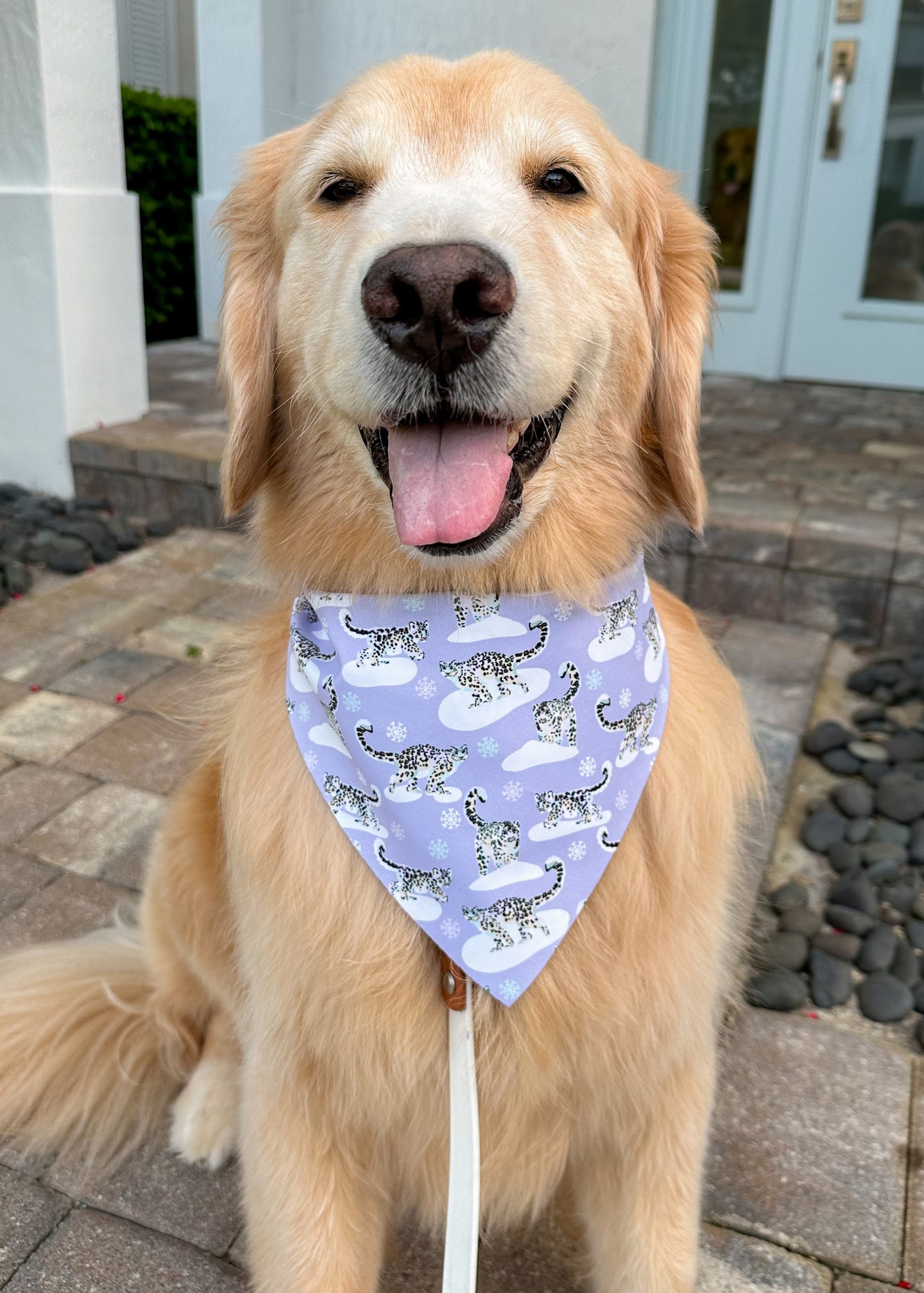 Snow Leopards Bandana