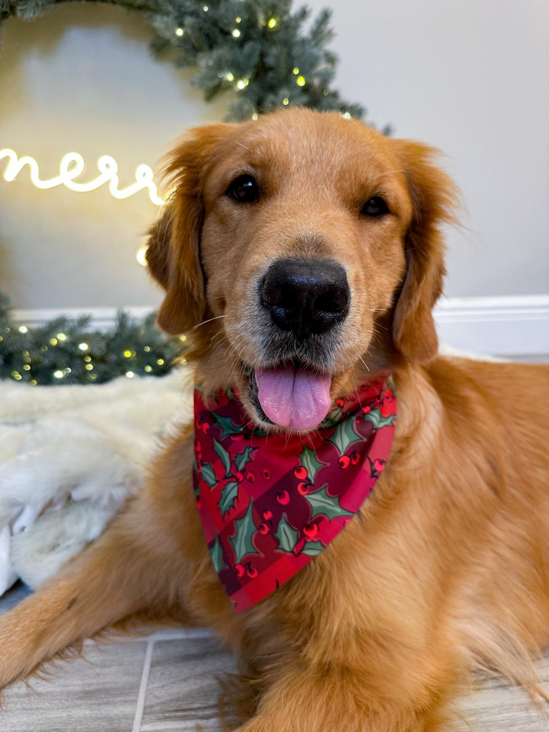 Winter Holly Berries Bandana