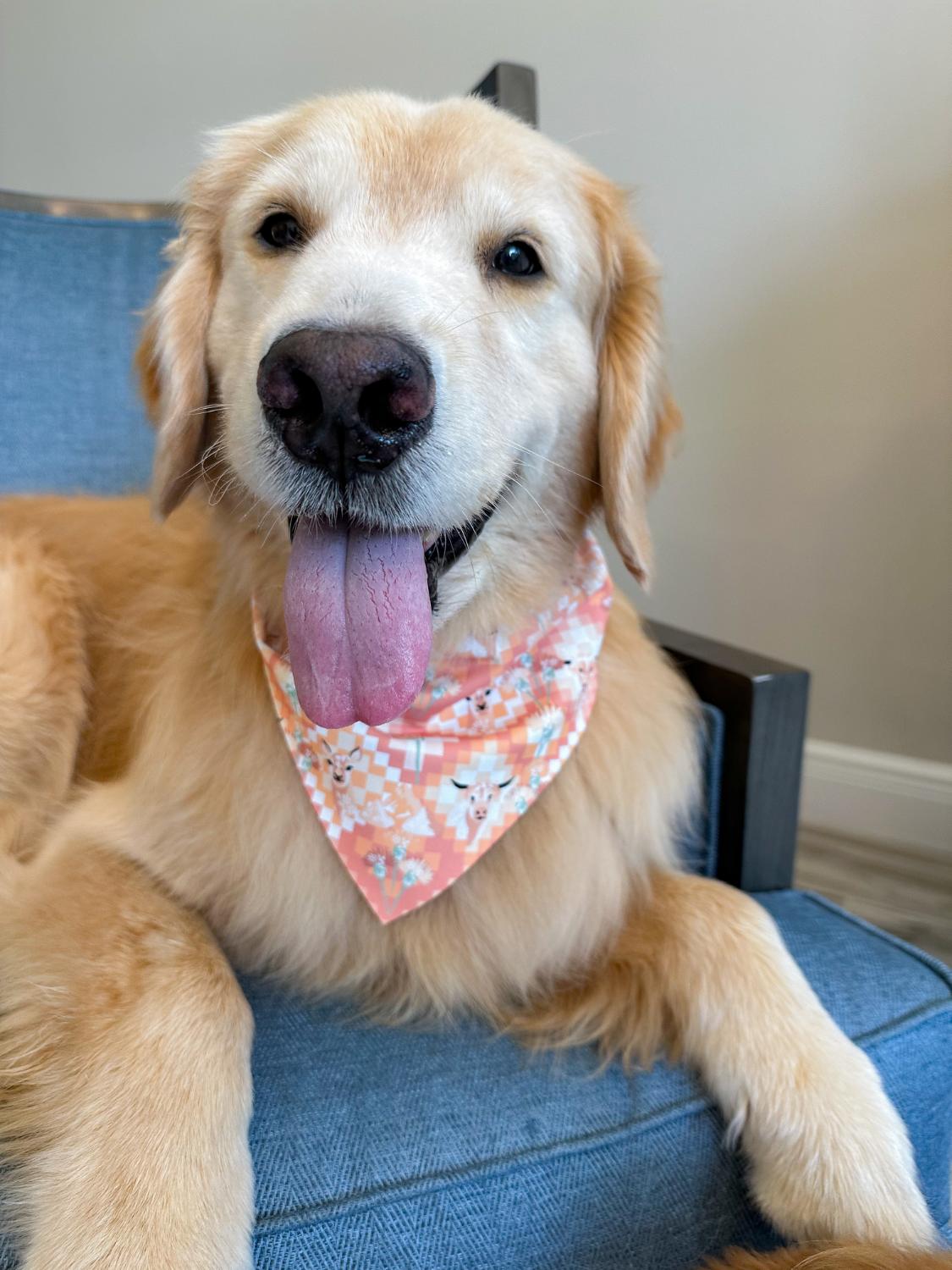 Hygge Quilts Bandana