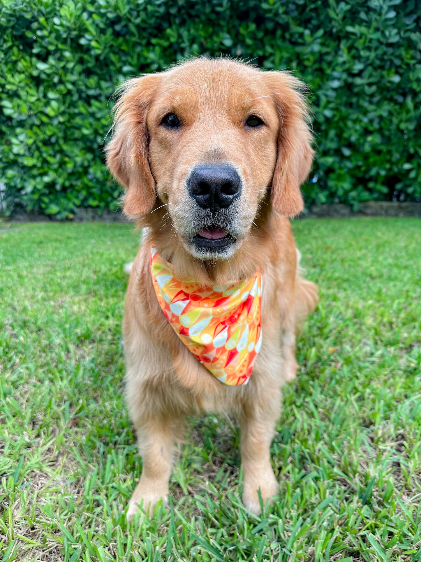 Celestial  Soleil Bandana