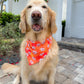 Hot House Blooms Bandana