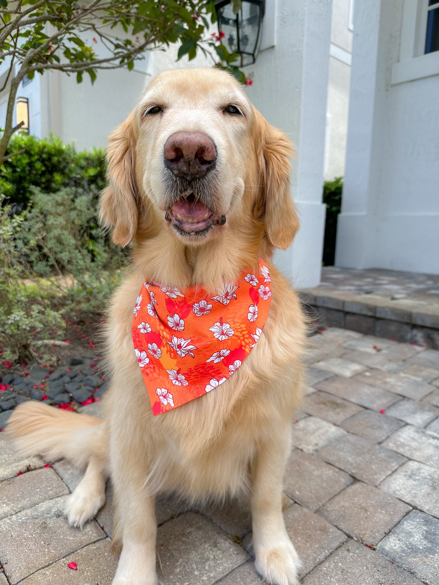 Hot House Blooms Bandana