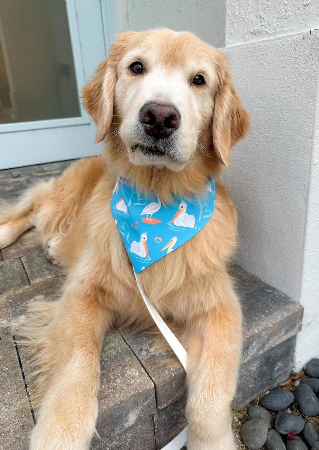 White Pelican Bandana