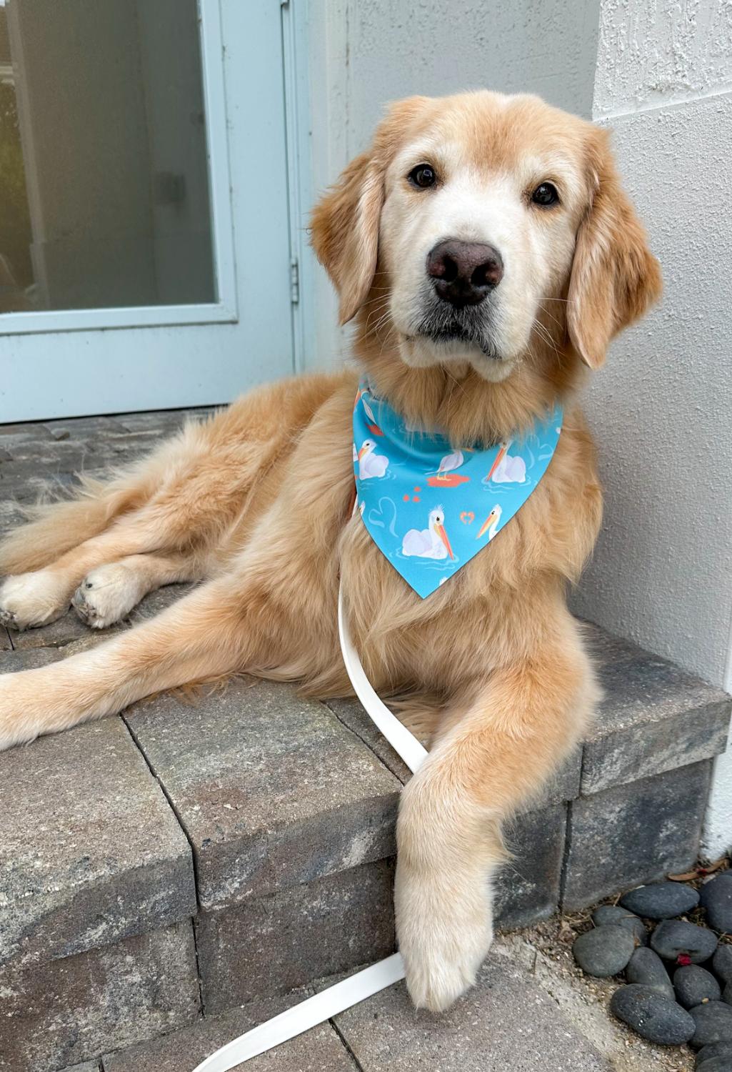 White Pelican Bandana