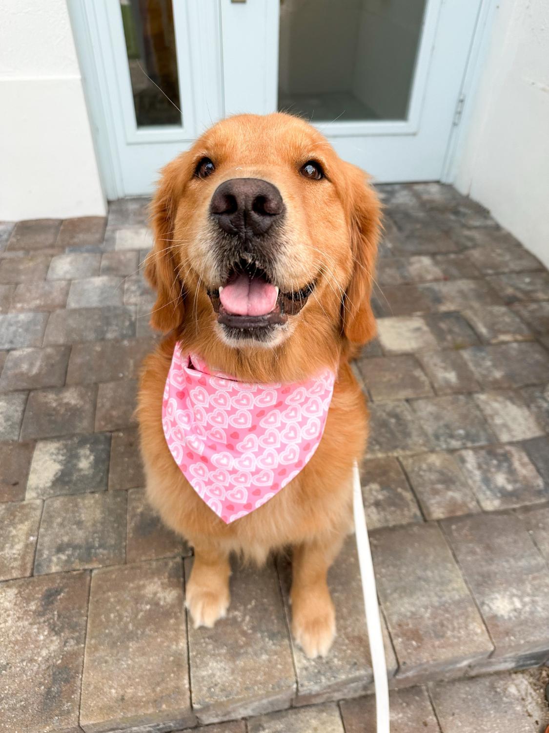 Valentines Gift Bandana