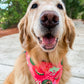 Basic Watermelon Bandana