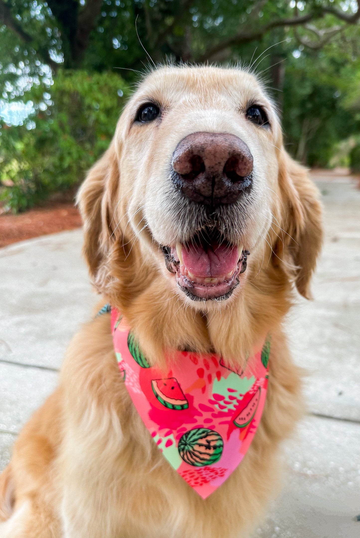 Basic Watermelon Bandana