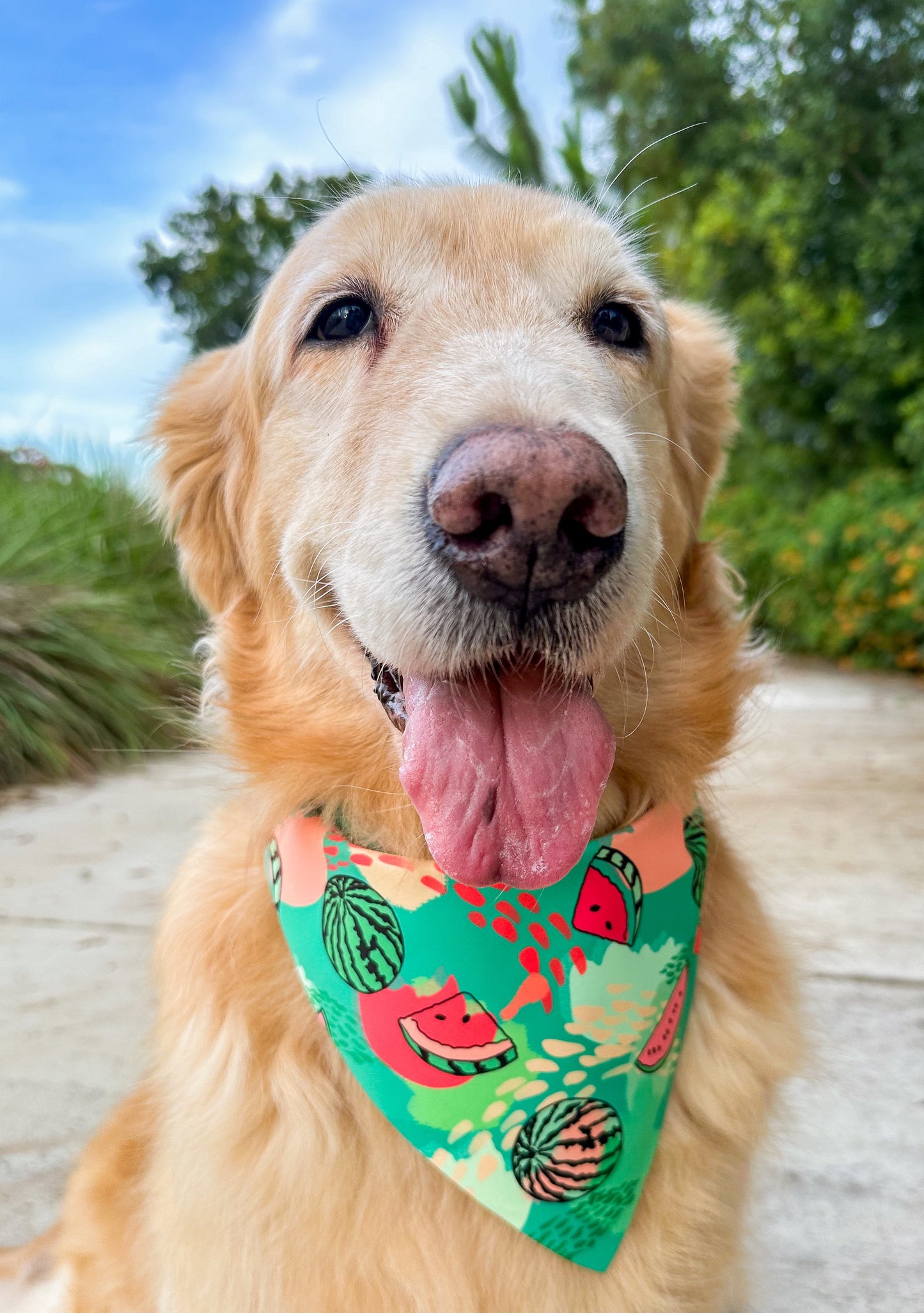 Basic Watermelon Bandana