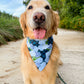 Hydrangea Bandana