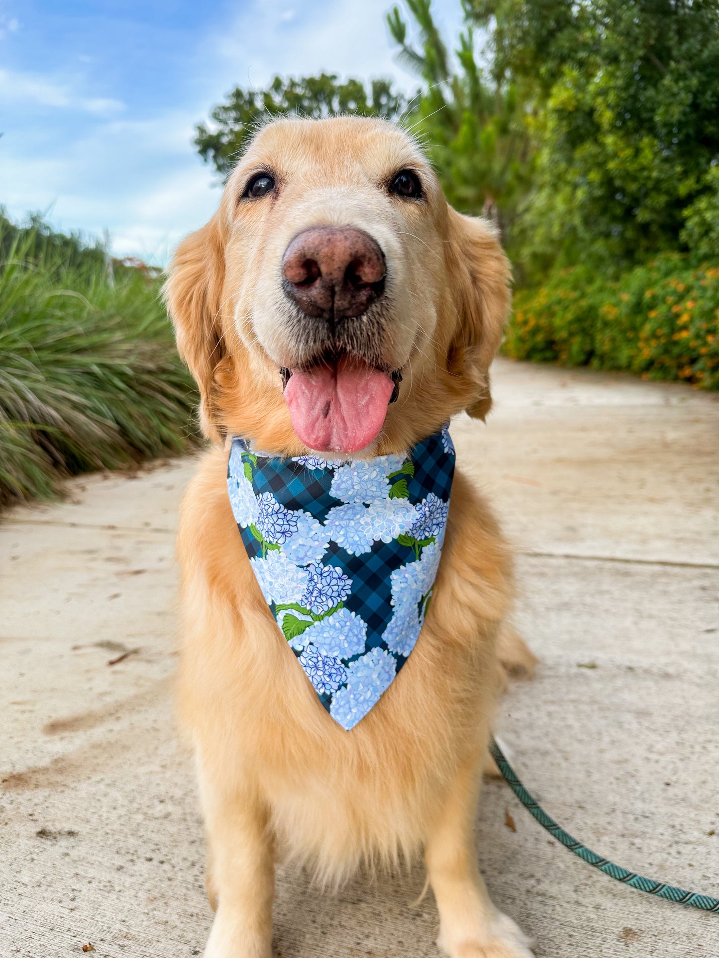 Hydrangea Bandana