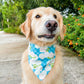 Hydrangea Bandana