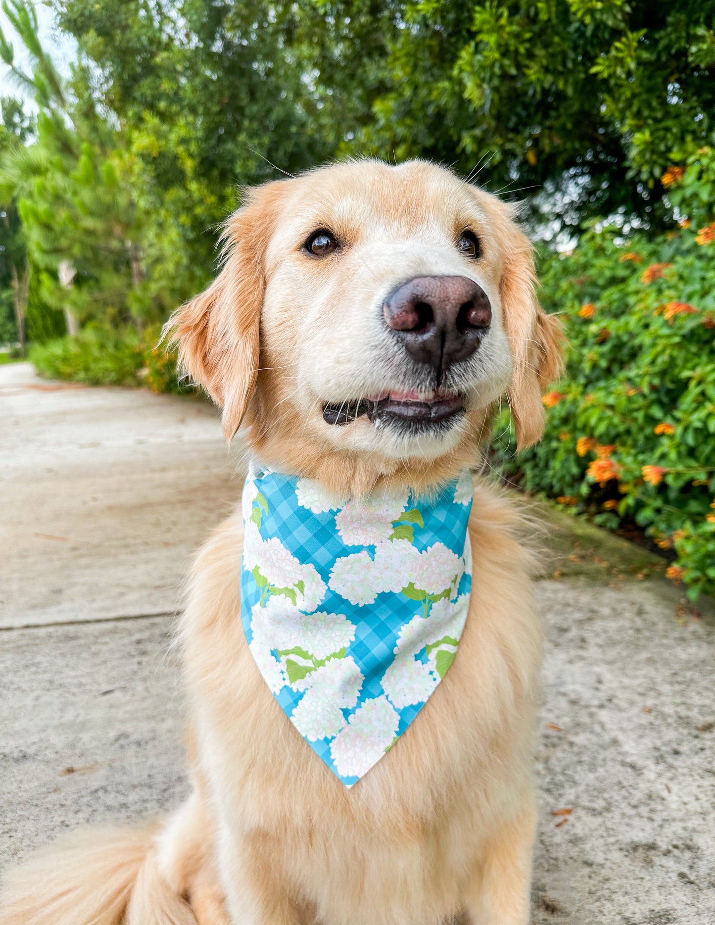 Hydrangea Bandana