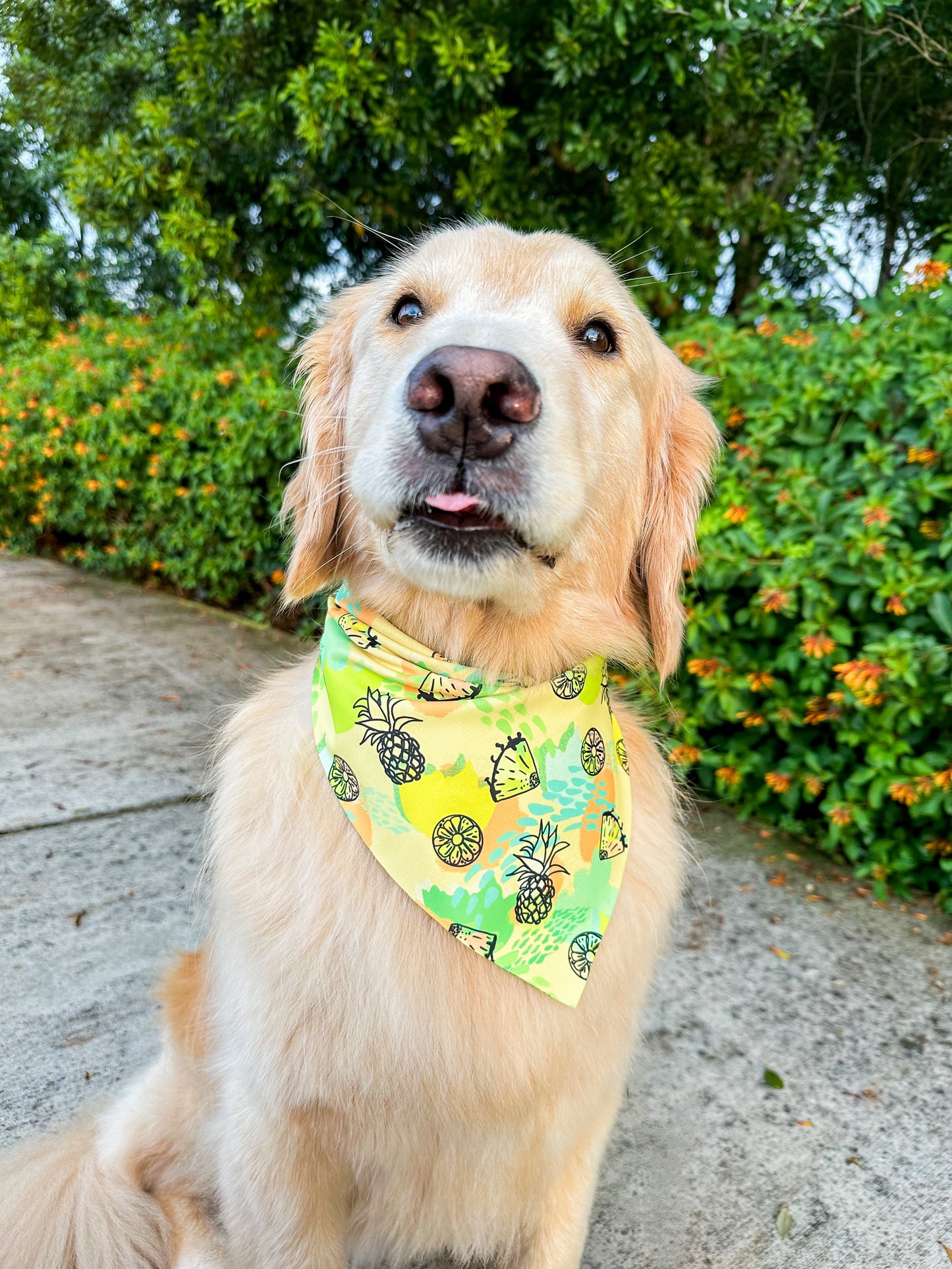 Basic Pineapple Bandana