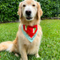 Kentucky Derby Bandana