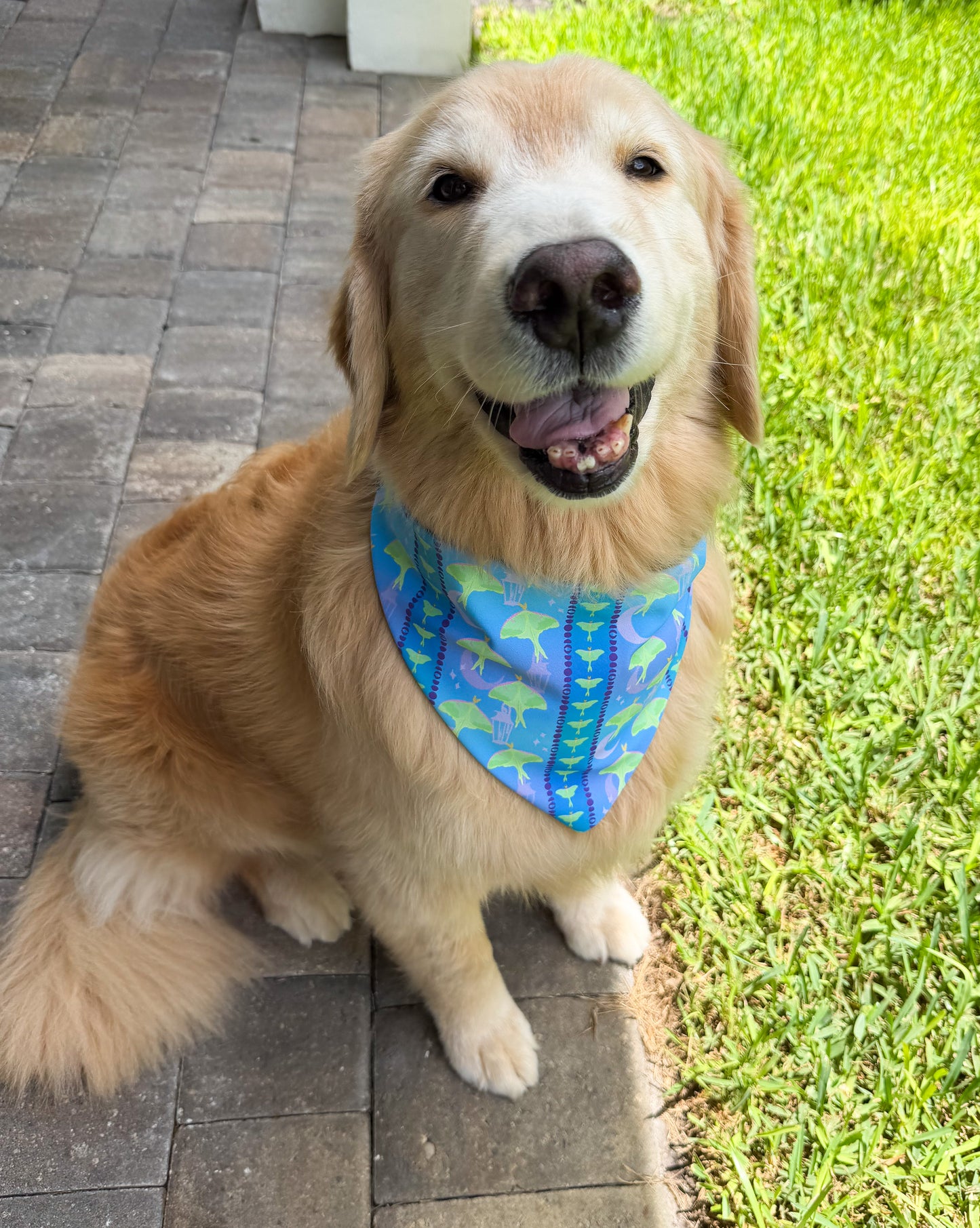 Luna Moths Bandana