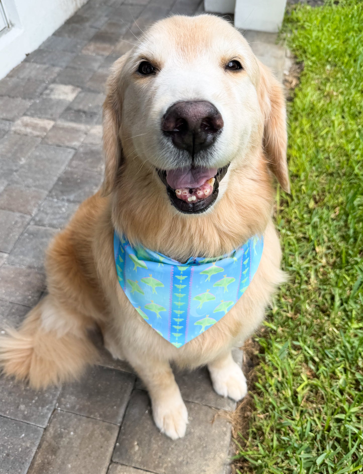 Luna Moths Bandana