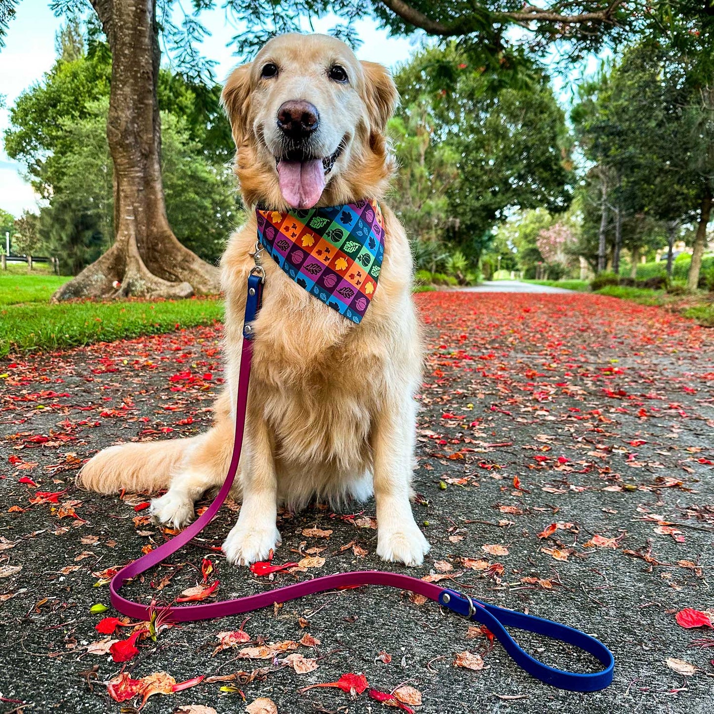 Biothane Leash