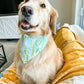 Briny Life Bandana