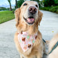 Mama's Iced Coffee Bandana