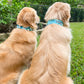 Fish of a Feather Collar