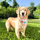 Easter Abstract Bandana