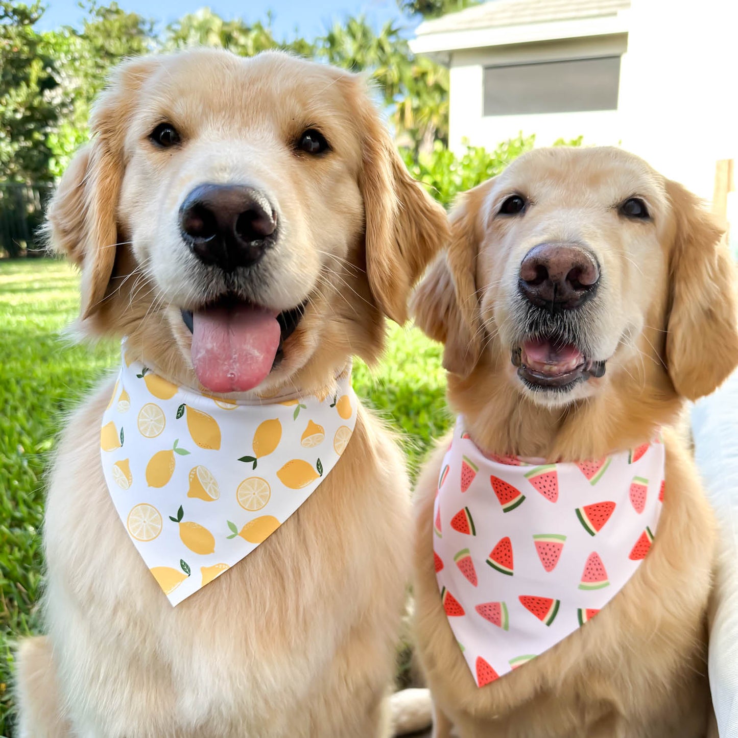 Watermelon Wedges Bandana