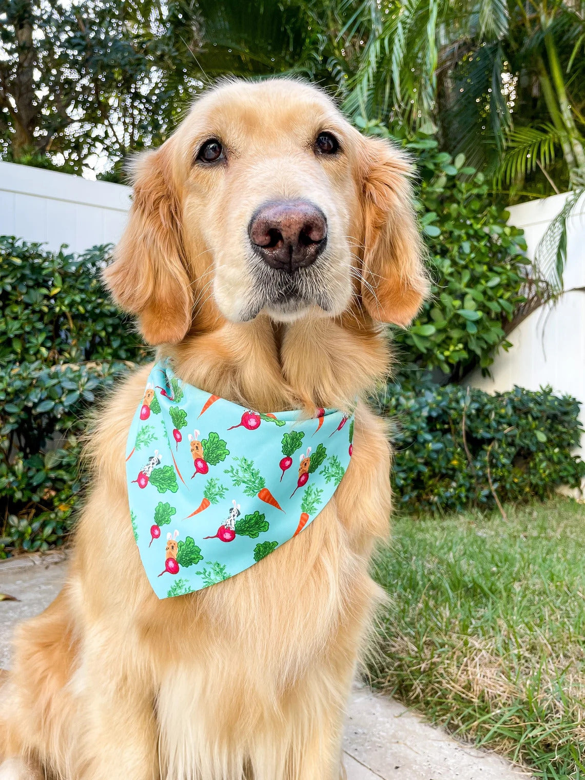 Radish Pup Bandana