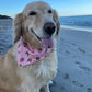Chocolate Strawberries Bandana