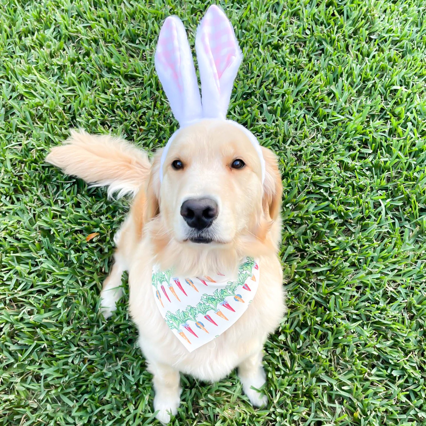 Easters Finest Carrots Bandana