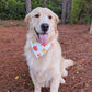 Fall Leaves Bandana