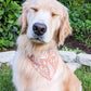 Boho Ferns Bandana