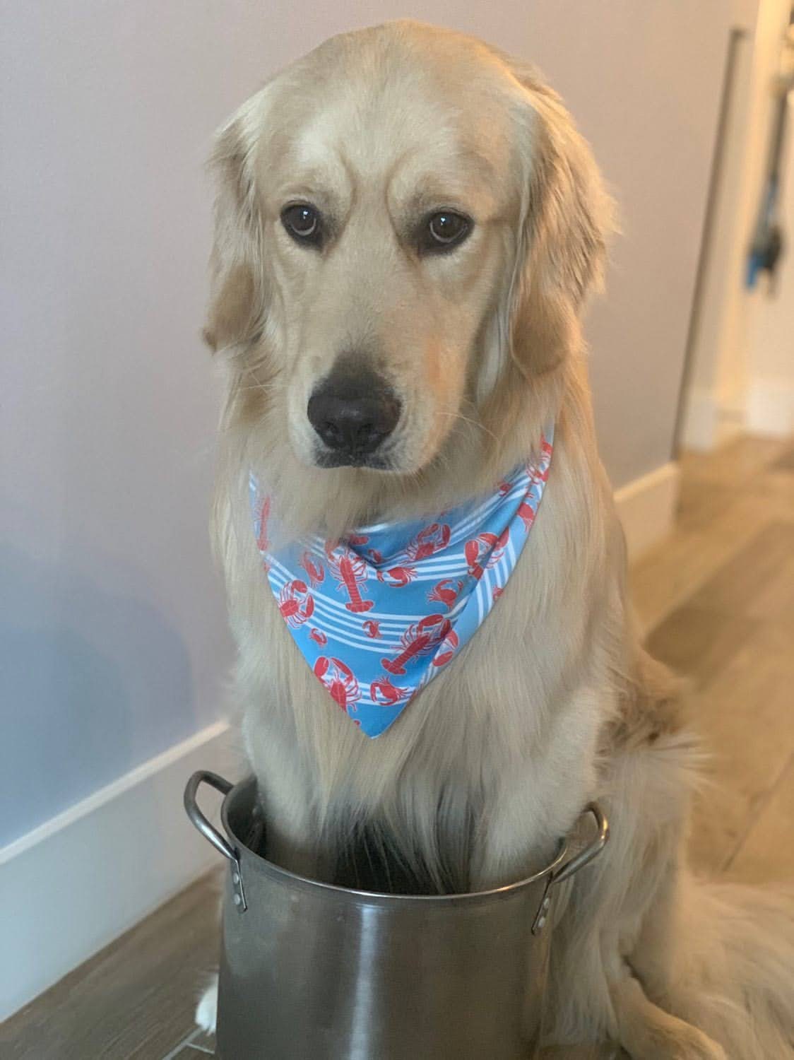 Nanbucket of Claws Bandana