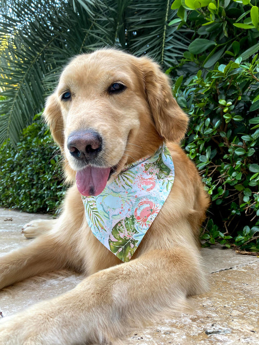 A Soft Shello Bandana