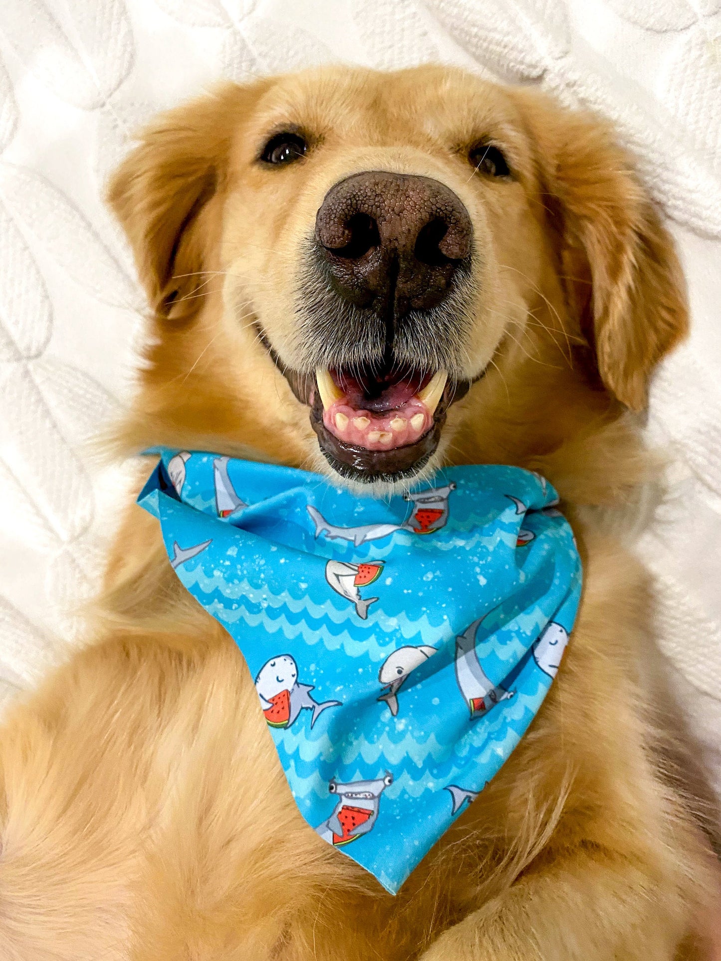 Baby Shark Derp Derp Bandana