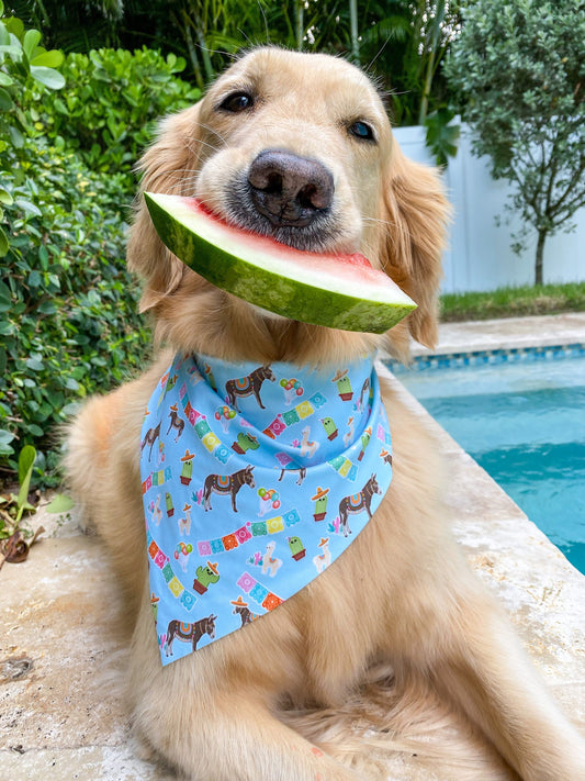 Someburro's Fiesta Bandana