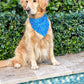 Fintastic Fish Bandana