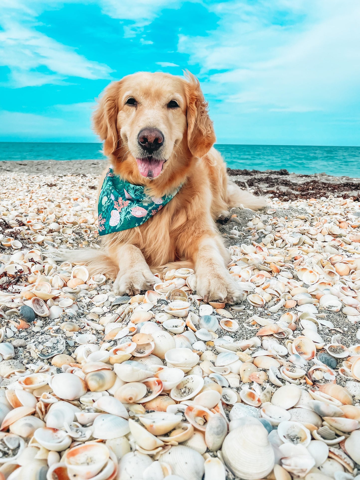 In the Seaweeds Bandana