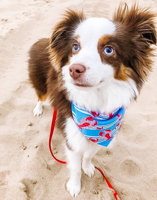 Nanbucket of Claws Bandana