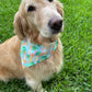 Daiquiri Days of Summer Bandana